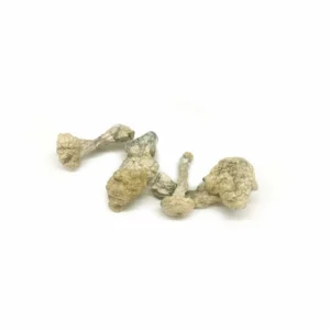 Buy Albino Penis Envy Mushroom Strain
